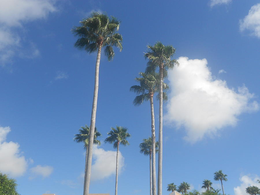 Palm Trees Photograph by Sheila Silverstein