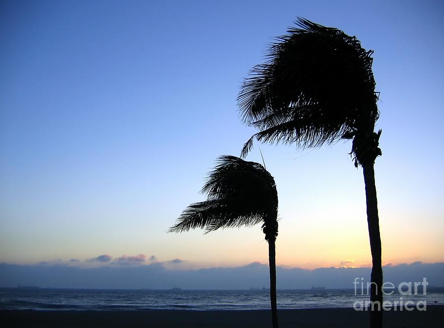 Palm Trees Swaying In The Wind Photograph by Yali Shi