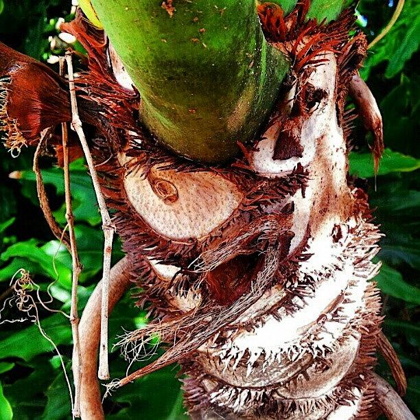 Nature Photograph - Palm Trunk / Face ? by Elisa Franzetta