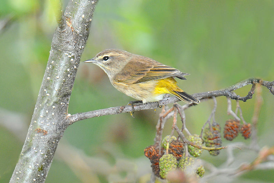 Palm Warbler Fall Photograph by Alan Lenk - Fine Art America