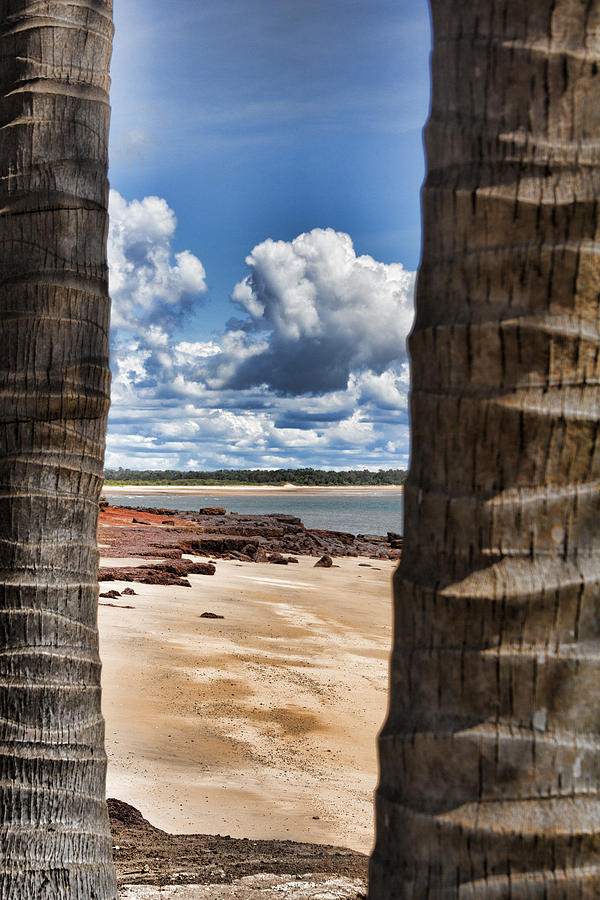 Nature Photograph - Palm Window by Douglas Barnard
