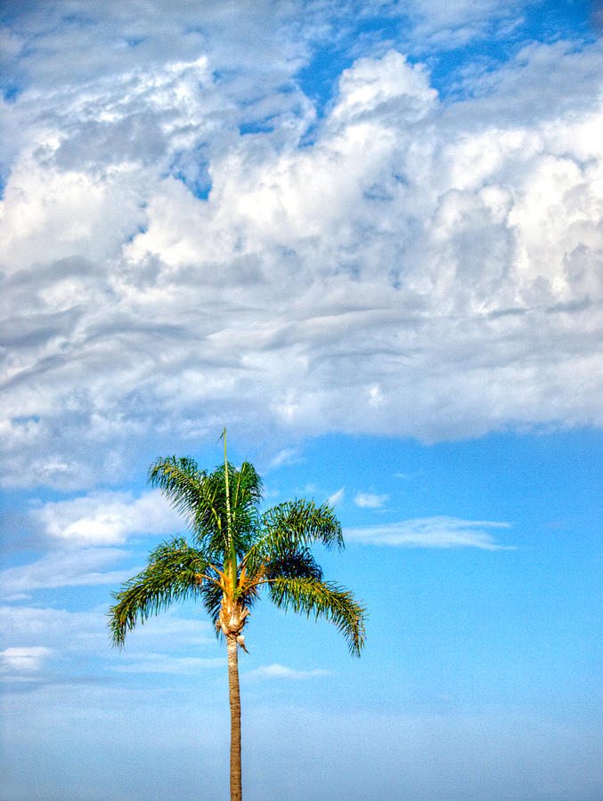 Palm With Clouds Photograph by Joe Schofield