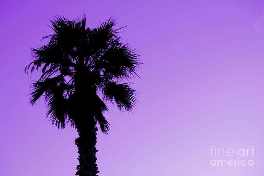 Palm with Violet Sky Photograph by Kim Pascu