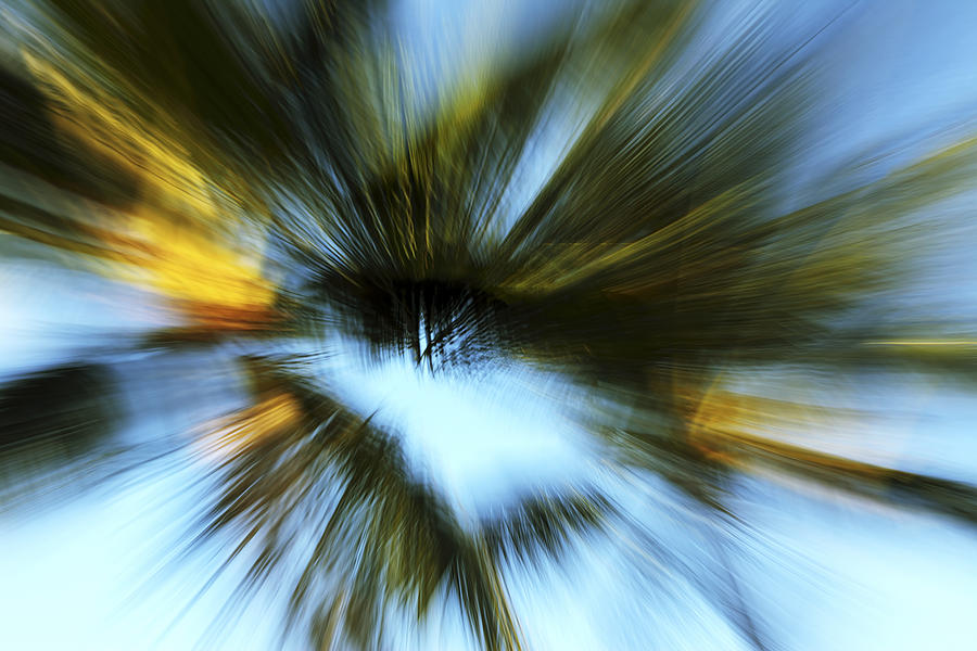 Palm Zoom Blur Photograph by Vince Cavataio - Printscapes - Fine Art ...