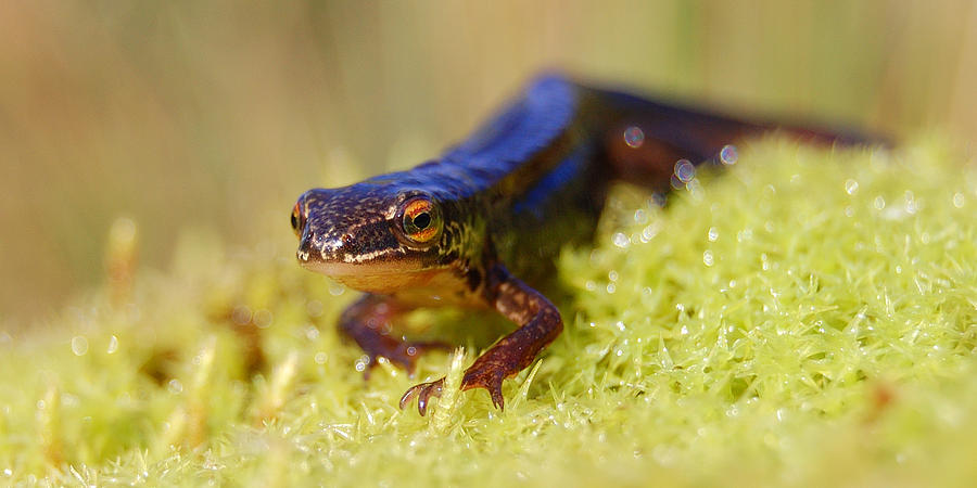 Palmate newt  Photograph by Gavin Macrae