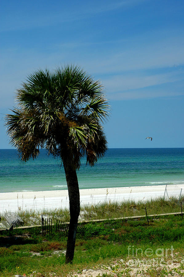 Palmetto and the Beach Photograph by Susanne Van Hulst