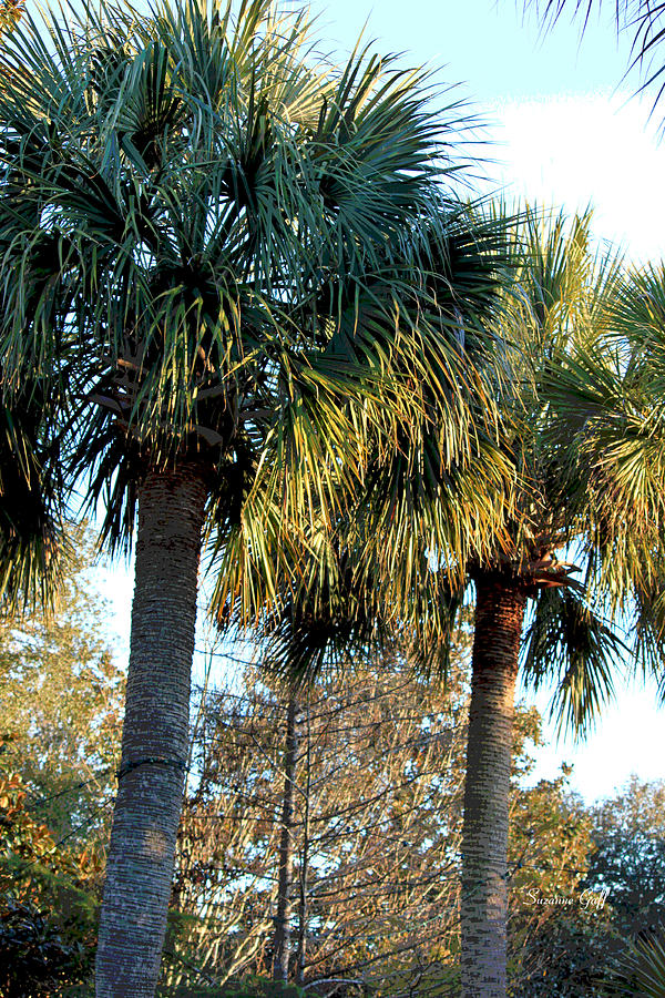 Tree Photograph - Palmetto Pairing by Suzanne Gaff