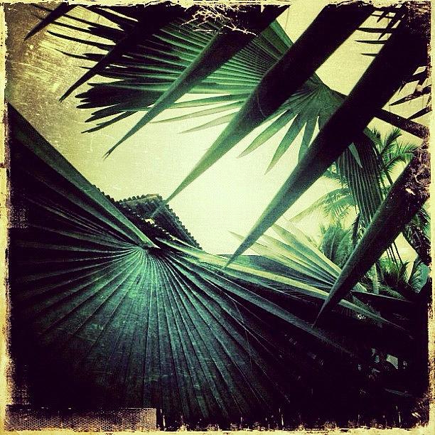 Tree Photograph - Palms A Plenty by Natasha Marco