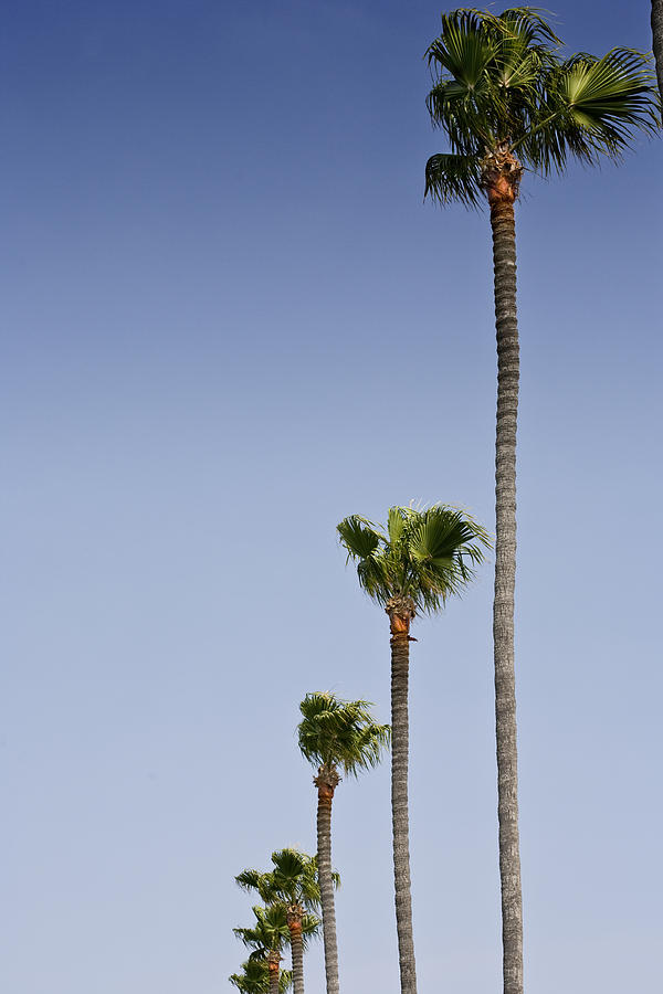 Palms Photograph by Al Hurley