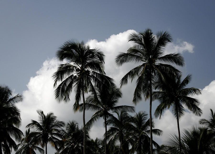 Palms and Clouds Photograph by Shane Rees