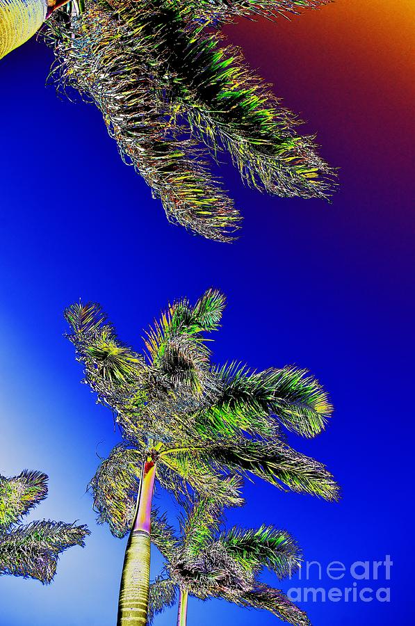 Abstract Photograph - Palms by Don Youngclaus