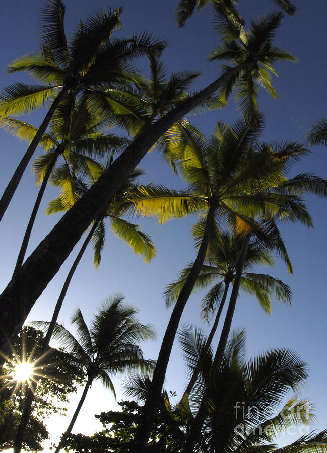 Palms In Costa Rica Photograph by Bob Christopher
