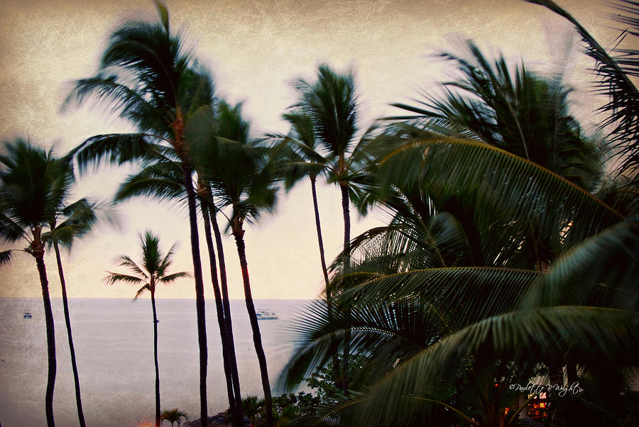 Palms In the Breeze Photograph by Paulette B Wright