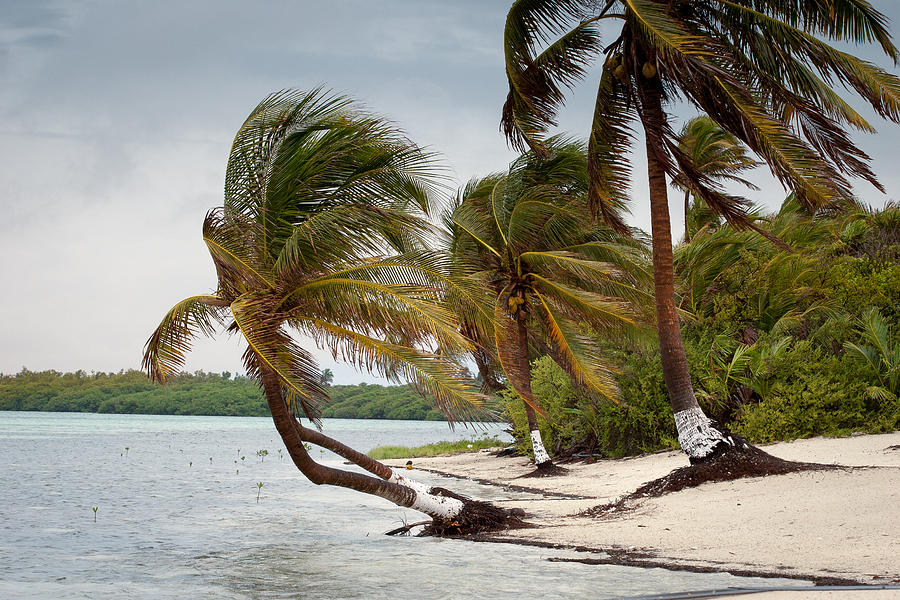 Windblown Palms Photograph by Jean Noren