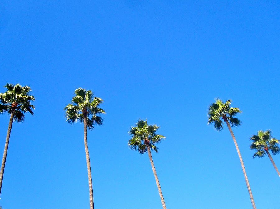 Los Angeles Photograph - Palms by JBDSGND OsoPorto
