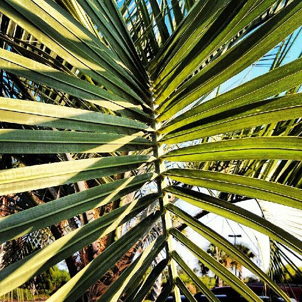 Palms Photograph by Lindsey Kelly