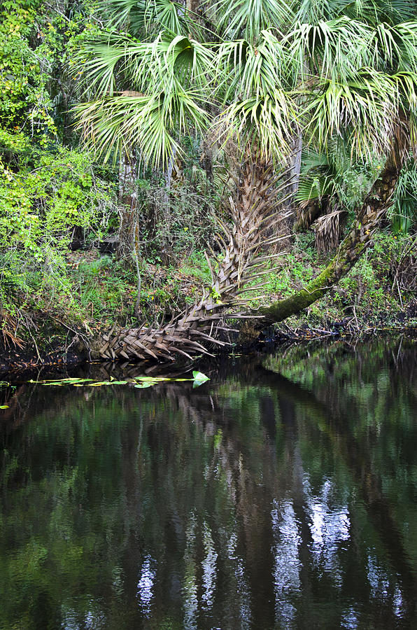 Palms on the River Photograph by Carolyn Marshall