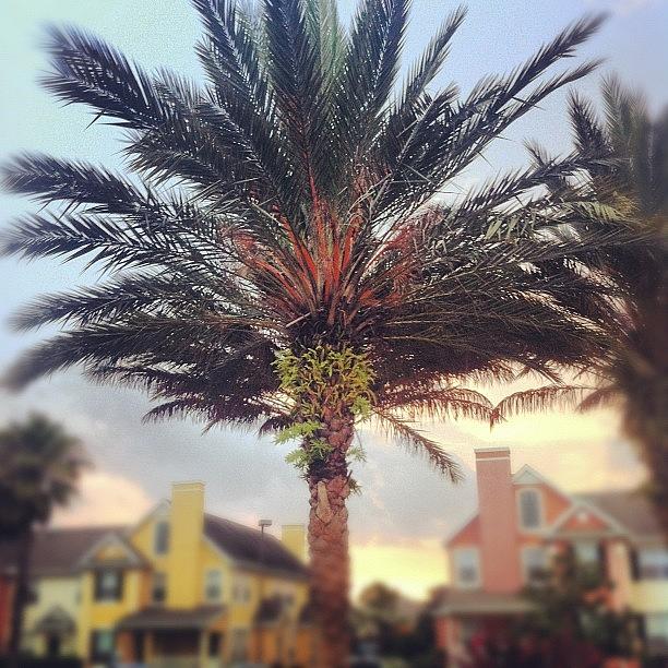 Summer Photograph - #palmtree At #sunset In #orlando by James Roberts