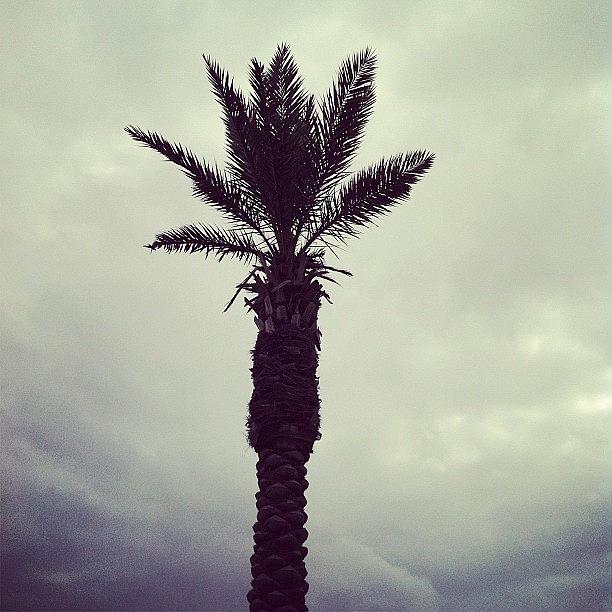 Palmtree Photograph - #palmtree by Carolina Paz