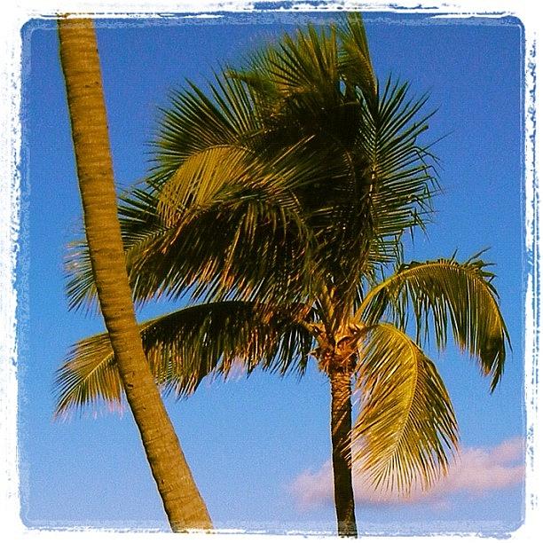 Nature Photograph - #palmtree #palm #tree #green #nature by Yiddy W