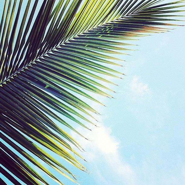 Palmtree Photograph - #palmtree #sky #clouds #tropical by S Webster