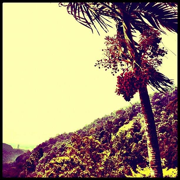Summer Photograph - #palmtree #summer #malaysia #tropical by Brenda Wong