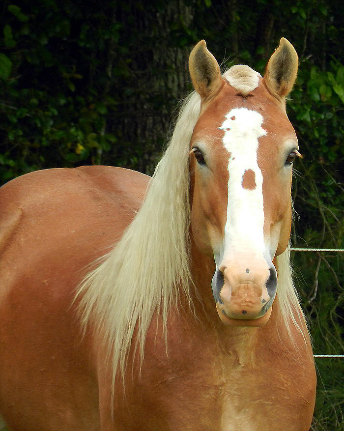 Palomino Head Photograph by William Bryan | Fine Art America