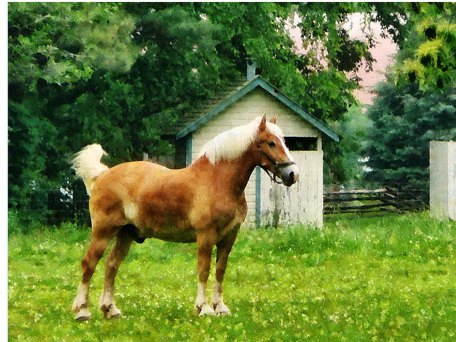 Palomino in Pasture Photograph by Susan Savad