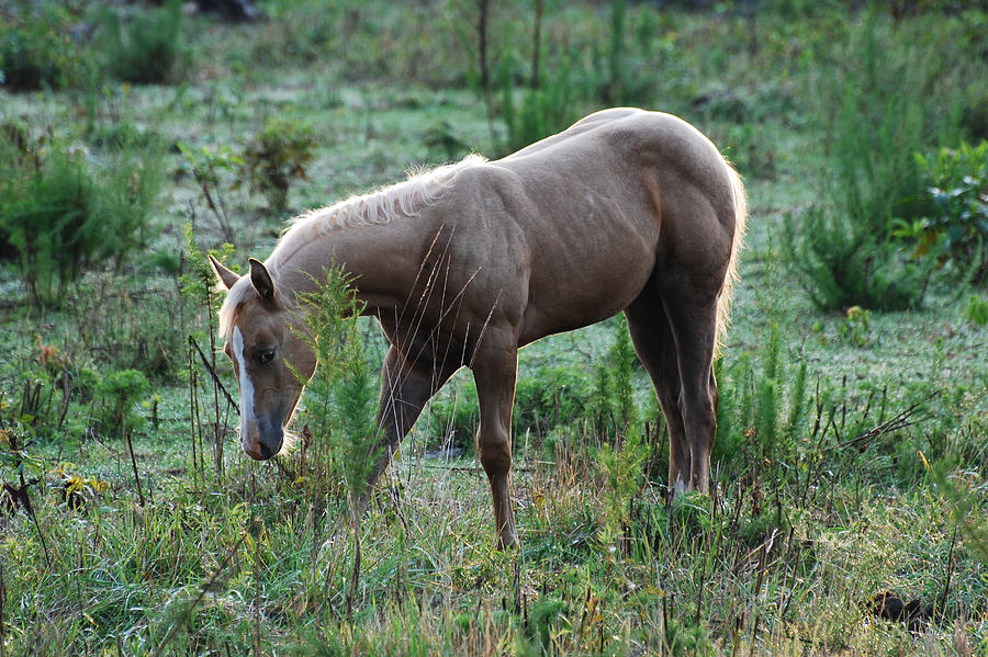 Horse Photograph - Palomino Yearling Hiding- c0496a by Paul Lyndon Phillips