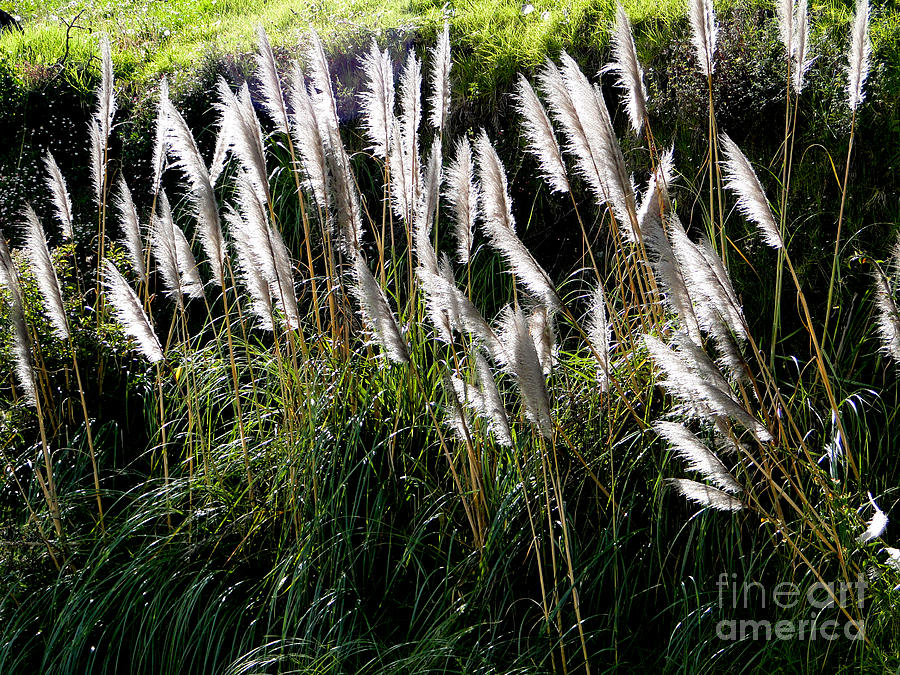 Bend Photograph - Pampas Grass III by Al Bourassa