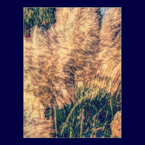 Pampas Grass In The Breeze Photograph by Paul Cutright
