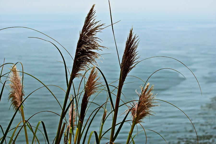 Pampas Grass of Big Sur Photograph by Eric Tressler