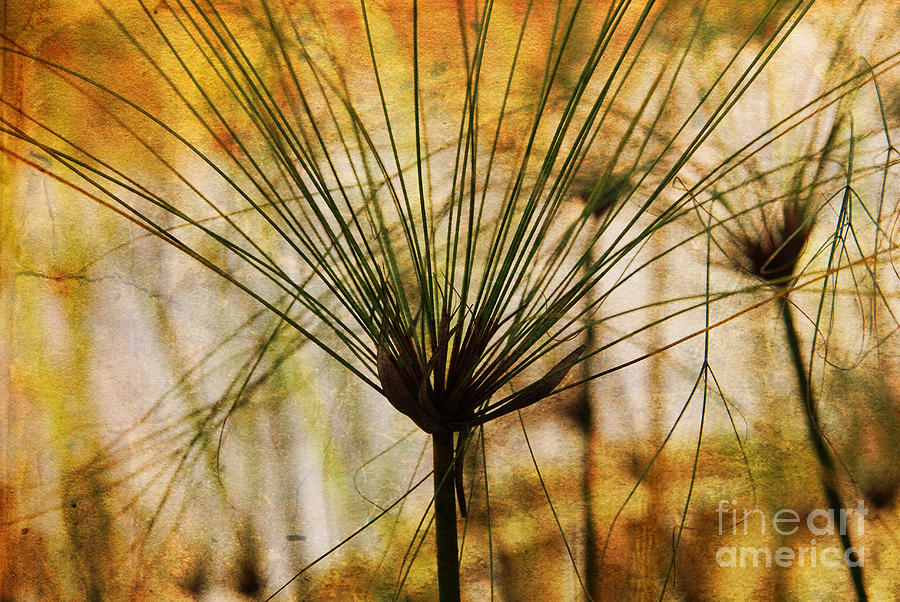 Nature Photograph - Pampas Grass by Susanne Van Hulst
