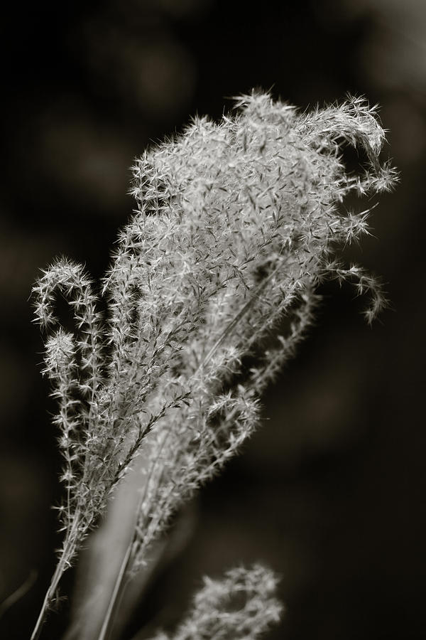 Pampas Grass Weeds in Black and White Photograph by M K Miller | Fine ...
