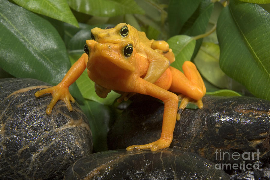 Panamanian Golden Frog Amplexus Photograph by San Diego Zoo