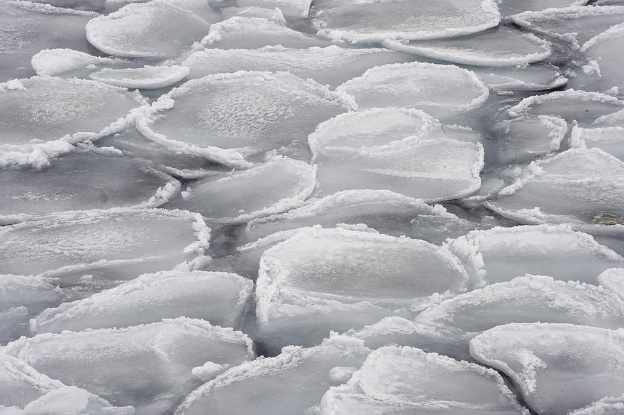 Pancake Ice Antarctica Photograph by Flip Nicklin