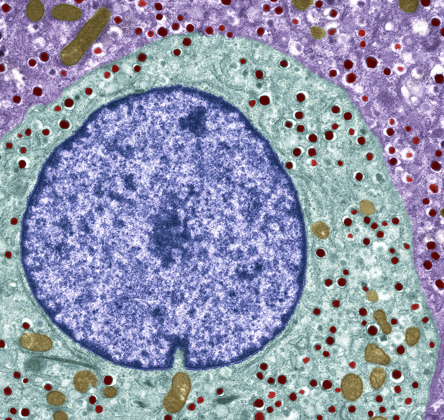 Pancreatic Alpha Cell, Tem Photograph by Steve Gschmeissner - Pixels