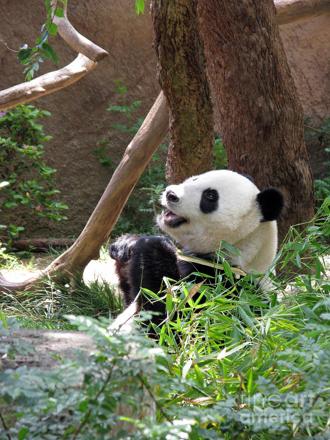 Wildlife Photograph - Panda At San Diego Zoo #82 by Ausra Huntington nee Paulauskaite