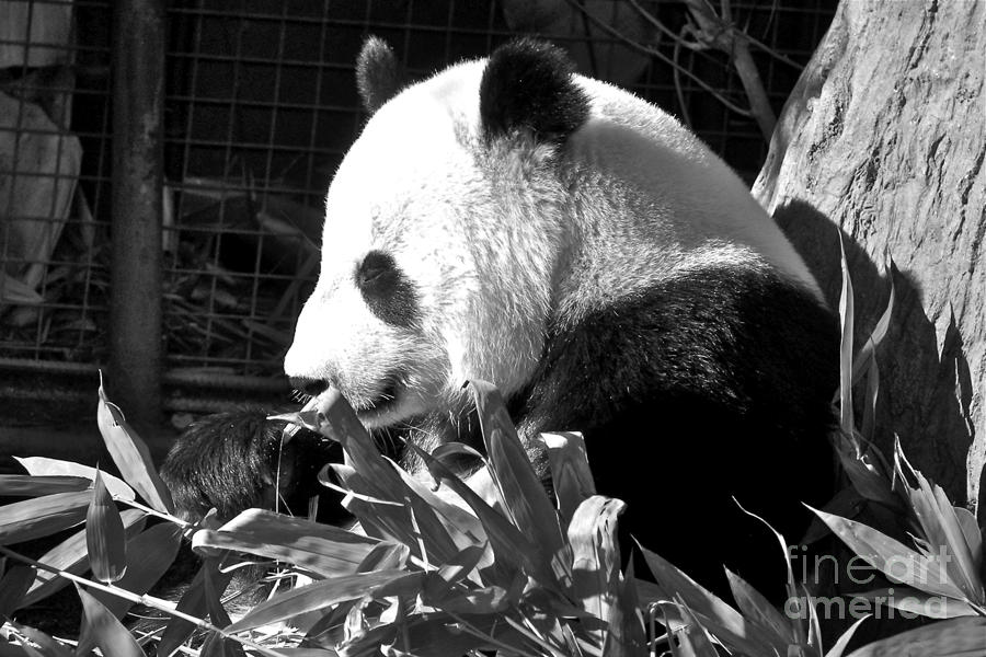 Panda Baby Photograph by Carol  Bradley
