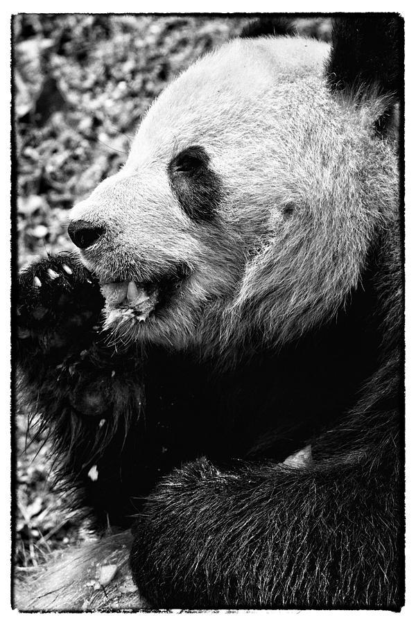 Panda Bear eating Ice cream Photograph by Perla Copernik