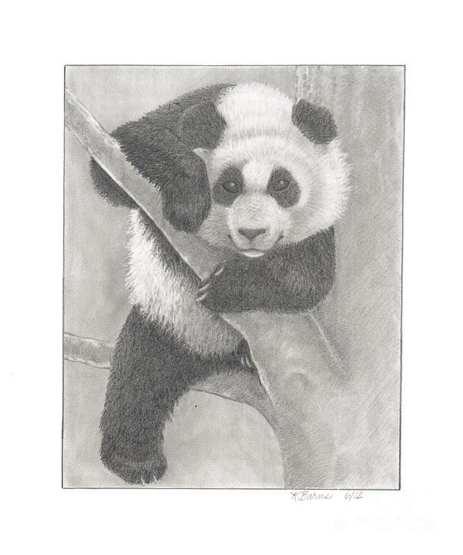 panda bear sketch