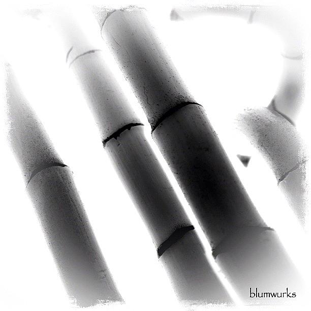 Pattern Photograph - Panda Candy by Matthew Blum Pattern Photograph - Panda Candy by Matthew Blum