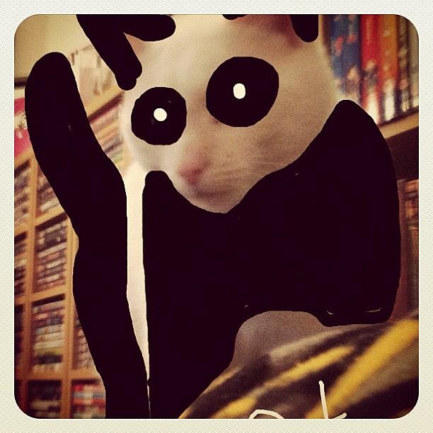 Panda Cat Is Watching! Photograph by Kiss My Kunst