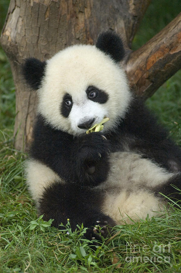 Panda Cuteness Photograph by Craig Lovell