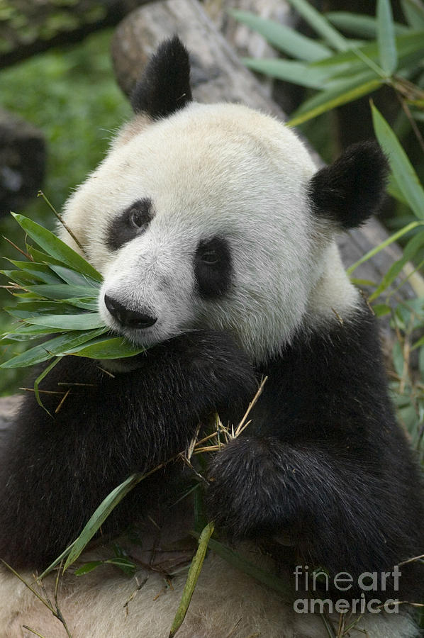 Panda having Lunch Photograph by Craig Lovell
