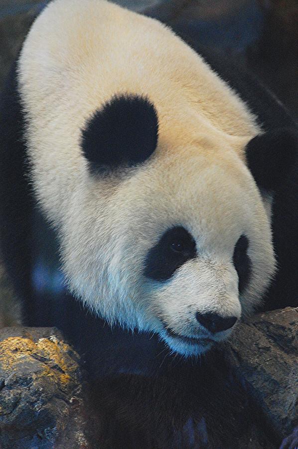 Nature Photograph - Panda  by Patricia Tapping
