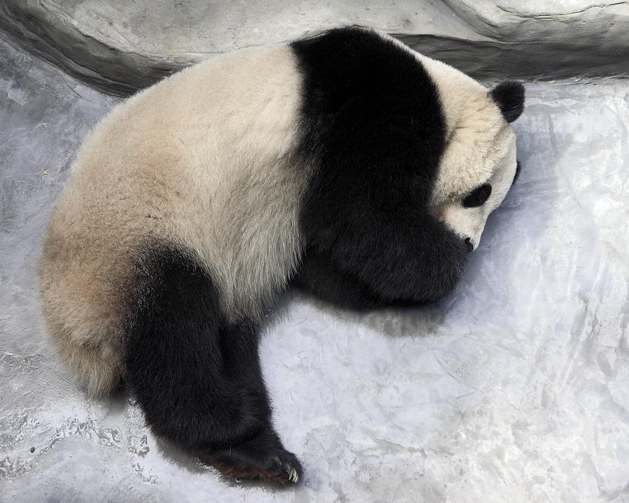 Panda Paws Photograph by Sally Weigand