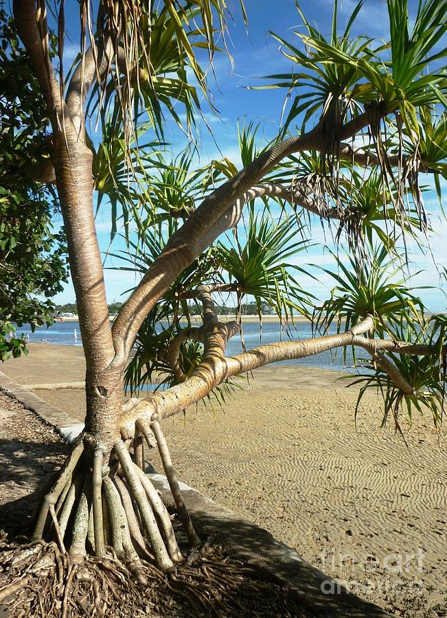Pandanus Palm Photograph by Therese Alcorn