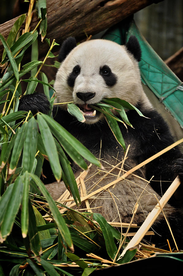 Pandas appetizer Photograph by Matt MacMillan