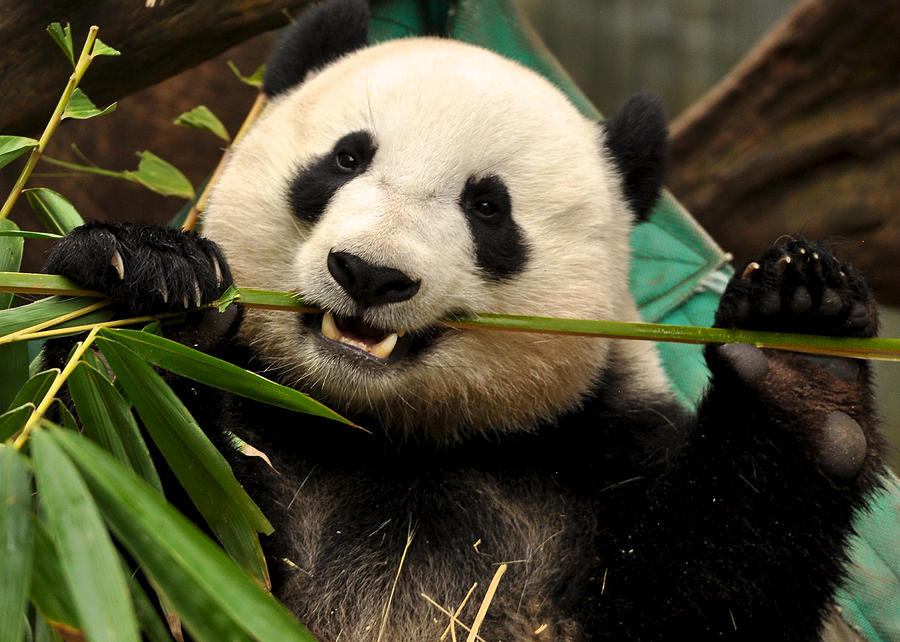 Pandas toothpick Photograph by Matt MacMillan